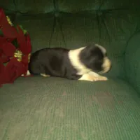 FELIX, a male Border Collie and Cocker Spaniel for sale in Mannsville, NY – Photo 9 of 9