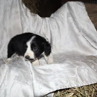 FELIX, a male Border Collie and Cocker Spaniel for sale in Mannsville, NY – Photo 5 of 9