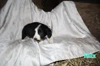 FELIX, a male Border Collie and Cocker Spaniel for sale in Mannsville, NY – Photo 5 of 9