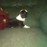 FELIX, a male Border Collie and Cocker Spaniel for sale in Mannsville, NY – Photo 6 of 9