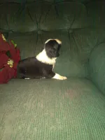 FELIX, a male Border Collie and Cocker Spaniel for sale in Mannsville, NY – Photo 6 of 9