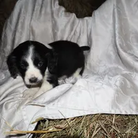 FELIX, a male Border Collie and Cocker Spaniel for sale in Mannsville, NY – Photo 1 of 9