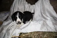 FELIX, a male Border Collie and Cocker Spaniel for sale in Mannsville, NY – Photo 1 of 9