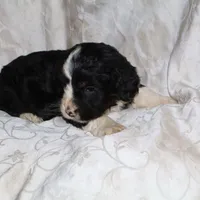 Gambler, a male Border Collie and Cocker Spaniel for sale in Mannsville, NY – Photo 2 of 3