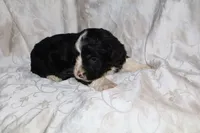 processed/7e9575a0-d274-4bbc-803d-a863c56f2bfc/listing/46729902-5d47-4533-96a8-2525f6142211/7d29efc0-714e-4c1a-9d60-594ab275a218