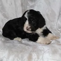 Gambler, a male Border Collie and Cocker Spaniel for sale in Mannsville, NY – Photo 1 of 3
