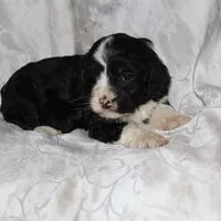 Gambler, a male Border Collie and Cocker Spaniel for sale in Mannsville, NY – Photo 3 of 3