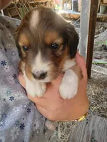 Ilow, a male Border Collie and Cocker Spaniel for sale in Mannsville, NY – 6 of 9