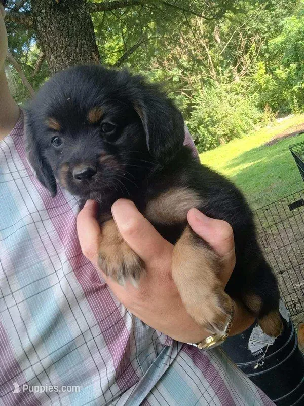 Huggable – Border Collie, Pomsky puppy for sale in Mannsville, NY