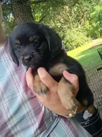 Huggable, a male Border Collie and Pomsky for sale in Mannsville, NY – 1 of 4