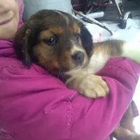 Forlita, a female Border Collie and Cocker Spaniel for sale in Mannsville, NY – Photo 3 of 6