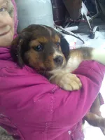 Forlita, a female Border Collie and Cocker Spaniel for sale in Mannsville, NY – Photo 3 of 6