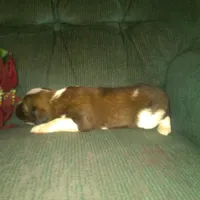 Forlita, a female Border Collie and Cocker Spaniel for sale in Mannsville, NY – Photo 6 of 6
