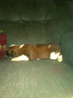 Forlita, a female Border Collie and Cocker Spaniel for sale in Mannsville, NY – Photo 6 of 6