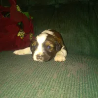 Forlita, a female Border Collie and Cocker Spaniel for sale in Mannsville, NY – Photo 5 of 6