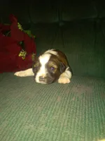 Forlita, a female Border Collie and Cocker Spaniel for sale in Mannsville, NY – Photo 5 of 6