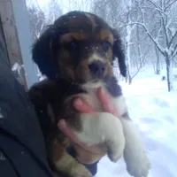 Forlita, a female Border Collie and Cocker Spaniel for sale in Mannsville, NY – Photo 1 of 6