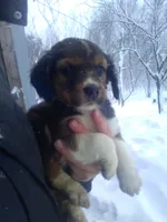 Forlita, a female Border Collie and Cocker Spaniel for sale in Mannsville, NY – Photo 1 of 6