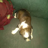 Forlita, a female Border Collie and Cocker Spaniel for sale in Mannsville, NY – Photo 4 of 6