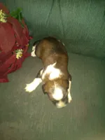 Forlita, a female Border Collie and Cocker Spaniel for sale in Mannsville, NY – Photo 4 of 6