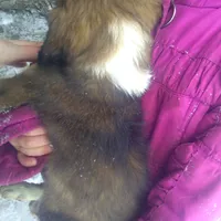 Forlita, a female Border Collie and Cocker Spaniel for sale in Mannsville, NY – Photo 2 of 6