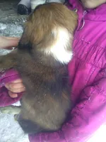 Forlita, a female Border Collie and Cocker Spaniel for sale in Mannsville, NY – Photo 2 of 6