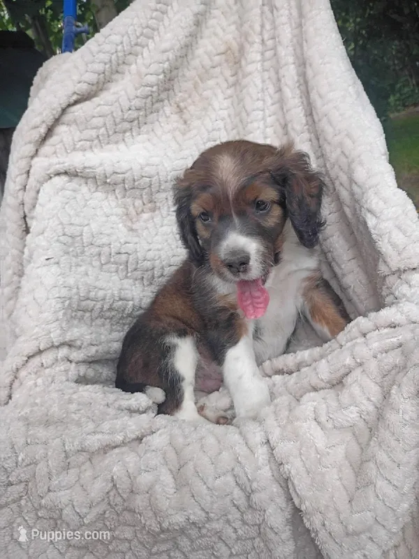 Iravid – Border Collie, Cocker Spaniel puppy for sale in Mannsville, NY