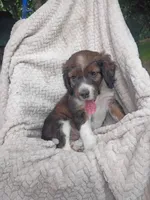 Iravid, a male Border Collie and Cocker Spaniel for sale in Mannsville, NY – 5 of 7
