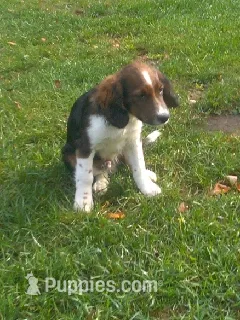 Ilow – Border Collie, Cocker Spaniel puppy for sale in Mannsville, NY