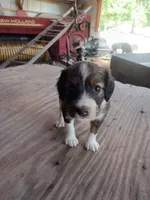 Ibsen, a male Border Collie and Cocker Spaniel for sale in Mannsville, NY – 5 of 7