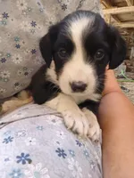 ISCARUS, a male Border Collie and Cocker Spaniel for sale in Mannsville, NY – 2 of 7