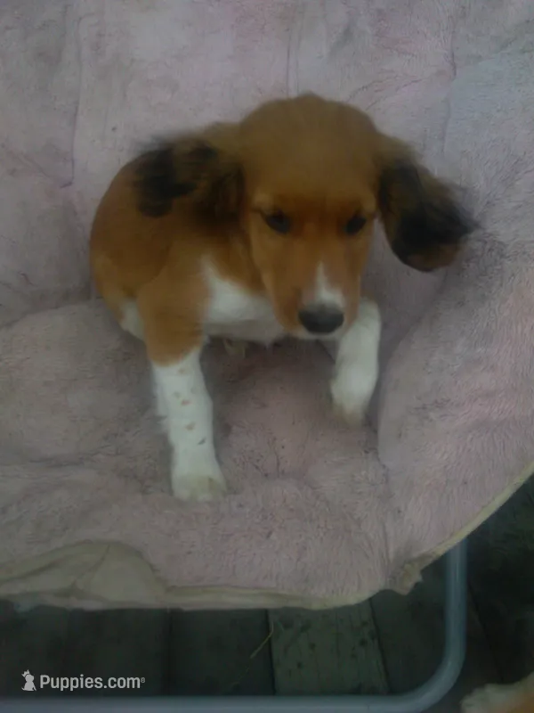IBSEN – Border Collie, Cocker Spaniel puppy for sale in Mannsville, NY