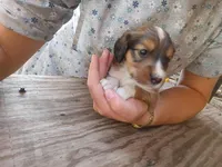 Ilow, a male Border Collie and Cocker Spaniel for sale in Mannsville, NY – 2 of 9