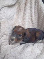 Illyana, a female Border Collie and Cocker Spaniel for sale in Mannsville, NY – 3 of 6