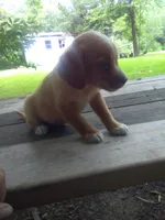 HENRY, a male Cocker Spaniel and Pomsky for sale in Mannsville, NY – 2 of 5