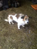 Delci, a female Shiba Inu and Border Collie for sale in Mannsville, NY – Photo 1 of 3