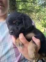 Huggable, a male Border Collie and Pomsky for sale in Mannsville, NY – 2 of 4