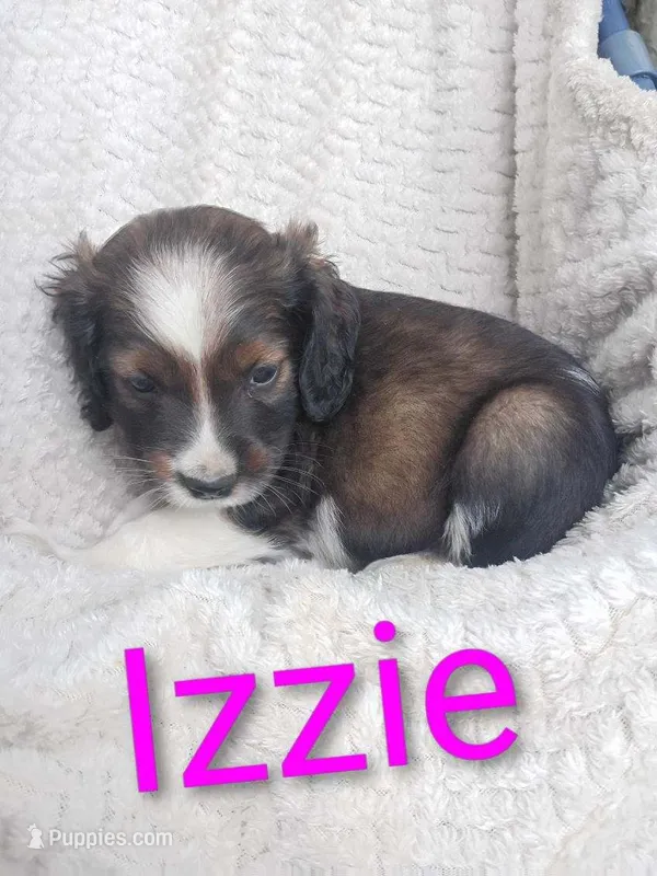 Izzie – Border Collie, Cocker Spaniel puppy for sale in Mannsville, NY