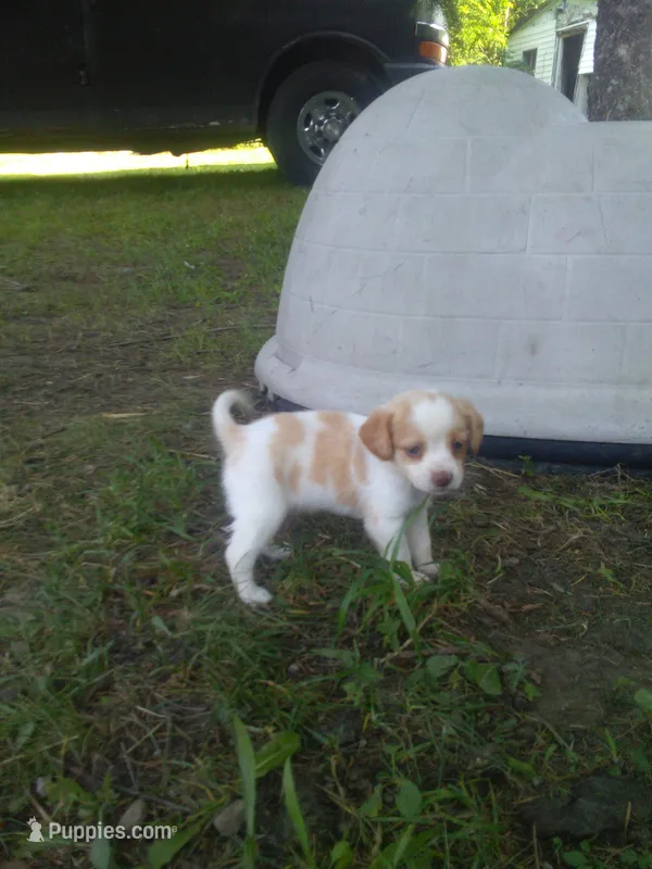 Harper – Cocker Spaniel, Pomsky puppy for sale in Mannsville, NY
