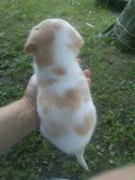 Harper, a female Cocker Spaniel and Pomsky for sale in Mannsville, NY – 3 of 3