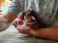 Ilow, a male Border Collie and Cocker Spaniel for sale in Mannsville, NY – 3 of 9