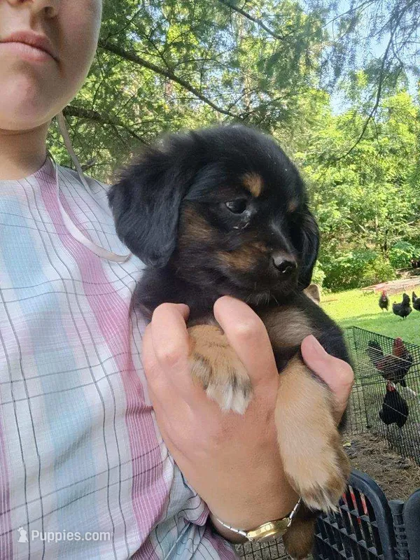 Huggable – Border Collie, Pomsky puppy for sale in Mannsville, NY