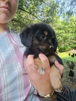 Huggable, a male Border Collie and Pomsky for sale in Mannsville, NY – 3 of 4