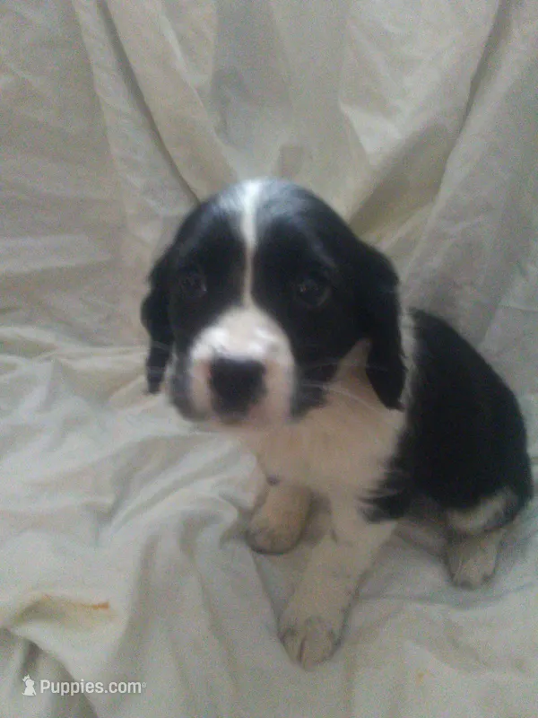 Flower – Border Collie, Cocker Spaniel puppy for sale in Mannsville, NY
