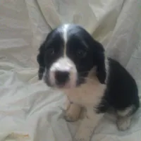 Flower, a female Border Collie and Cocker Spaniel for sale in Mannsville, NY – Photo 2 of 6