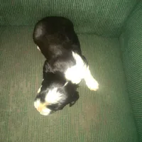 Flower, a female Border Collie and Cocker Spaniel for sale in Mannsville, NY – Photo 5 of 6