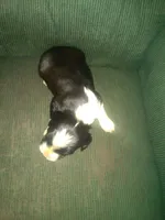 Flower, a female Border Collie and Cocker Spaniel for sale in Mannsville, NY – Photo 5 of 6