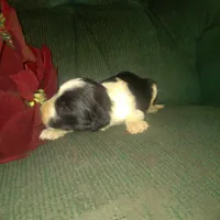 Flower, a female Border Collie and Cocker Spaniel for sale in Mannsville, NY – Photo 6 of 6