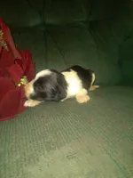 Flower, a female Border Collie and Cocker Spaniel for sale in Mannsville, NY – Photo 6 of 6