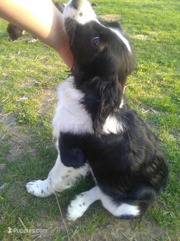 Flower – Border Collie, Cocker Spaniel puppy for sale in Mannsville, NY